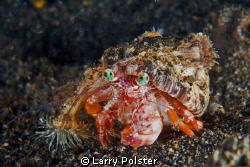 Crab on the move. D300-60mm by Larry Polster 
